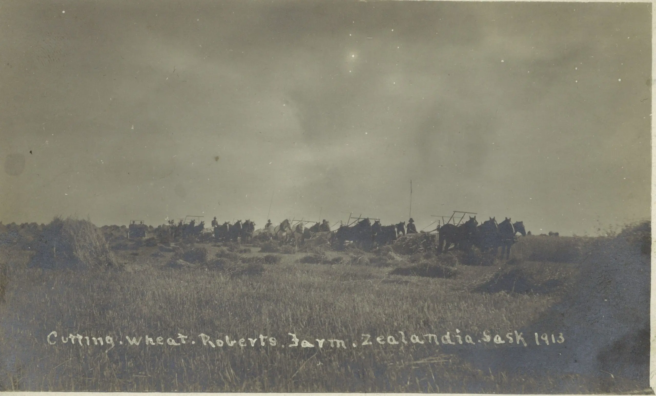 Cutting wheat at Roberts Farm
